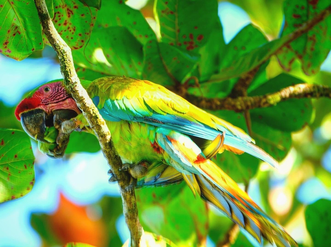 Tortuguero Adventures景点图片