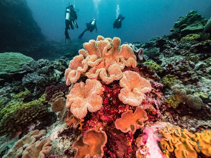 Dive Tonga景点图片