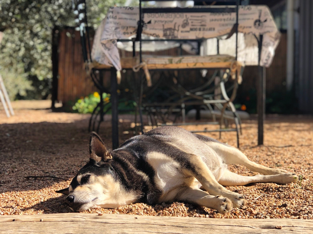Owl's Rest Olive and Lavender Farm-Robertson必去景点