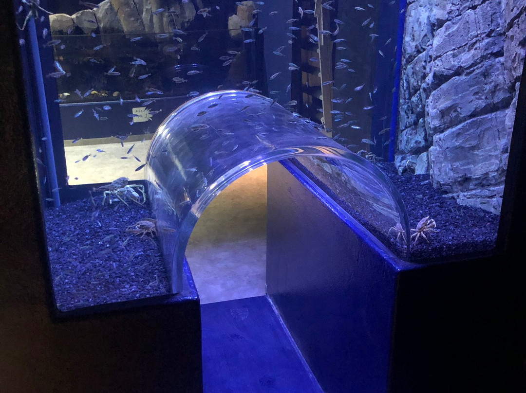 SEA LIFE Trust Beluga Whale Sanctuary景点图片