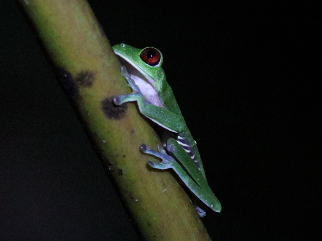 Esquinas Rainforest Lodge主图