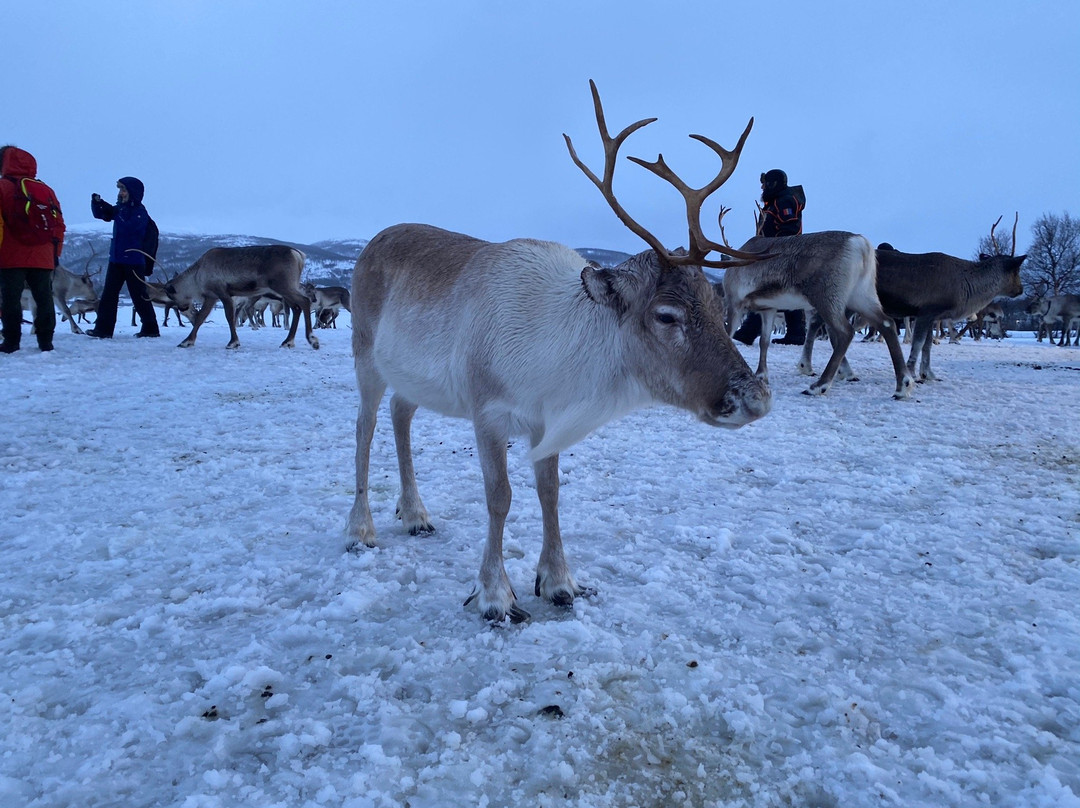 特罗姆瑟拉普兰雪橇之旅景点图片