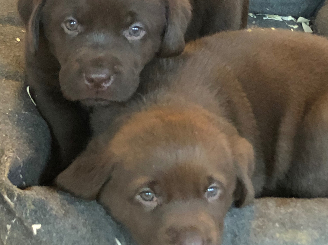 The Perennial Inn主图