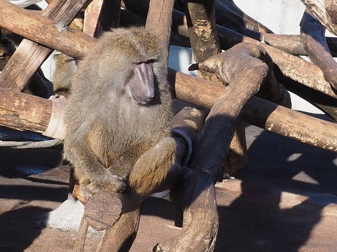 Japan Monkey Centre: Museum and Zoo for Nonhuman Primates-犬山市必去景点