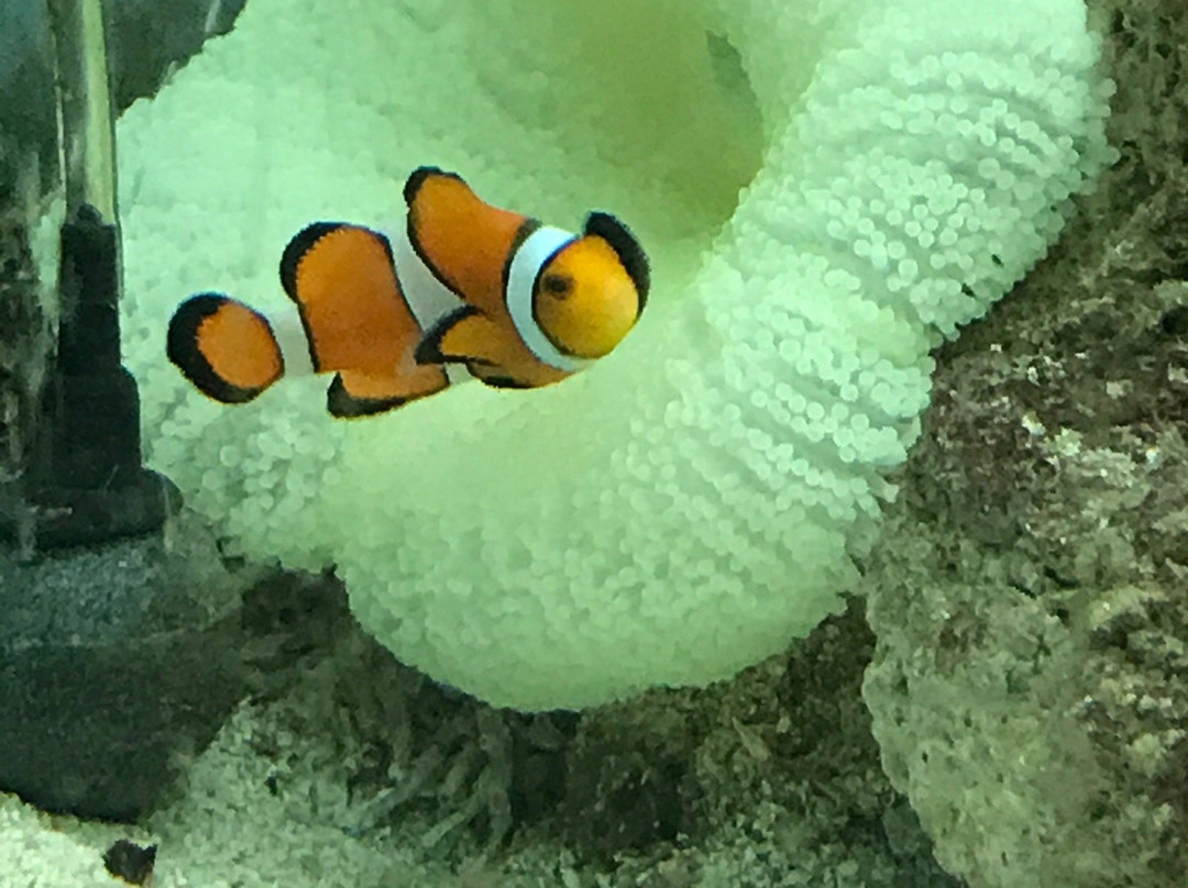 The Shark Lab-莫塞尔贝必去景点