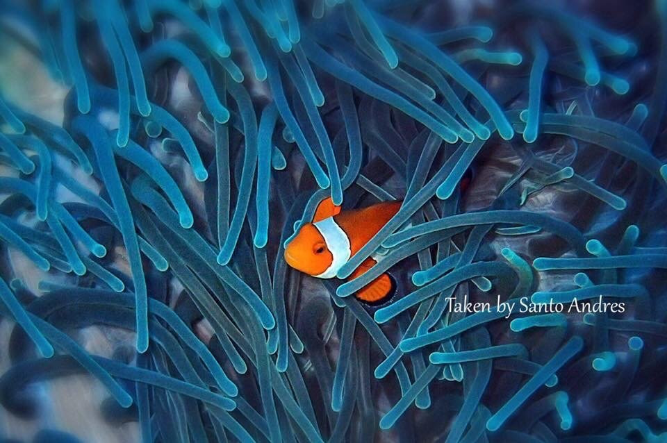 ION-C Dive Center-泗水必去景点