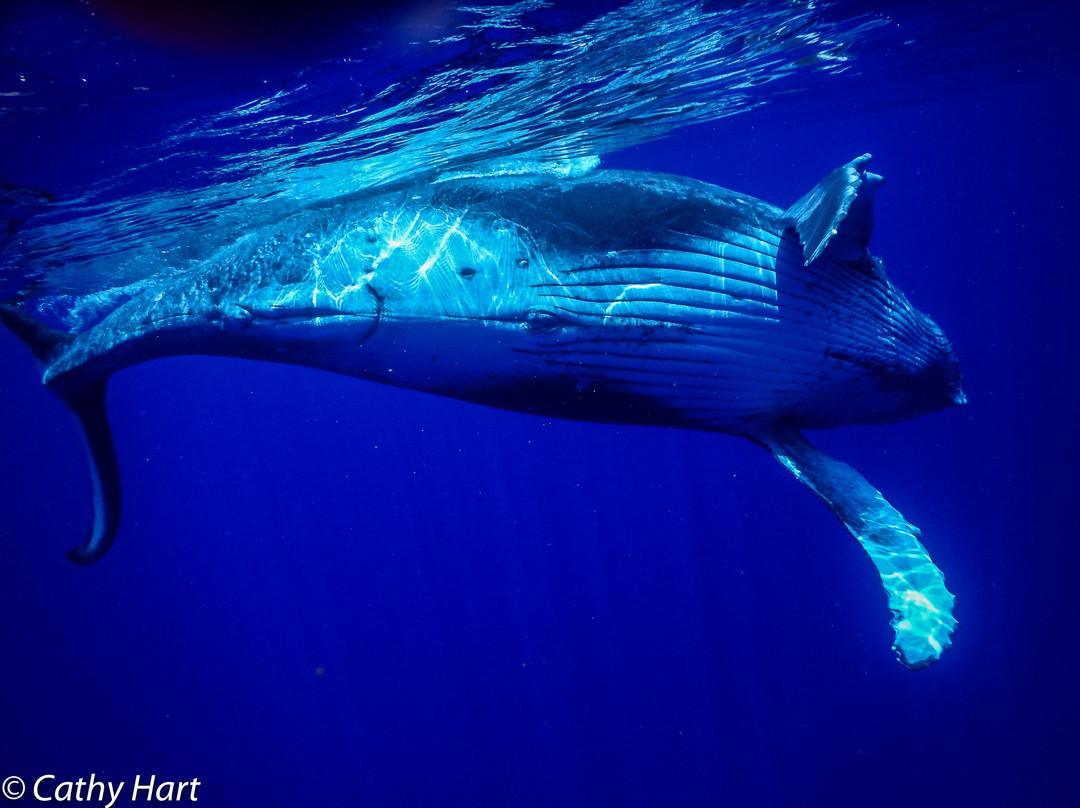 WhaleSwim Adventures-莫雷阿岛必去景点