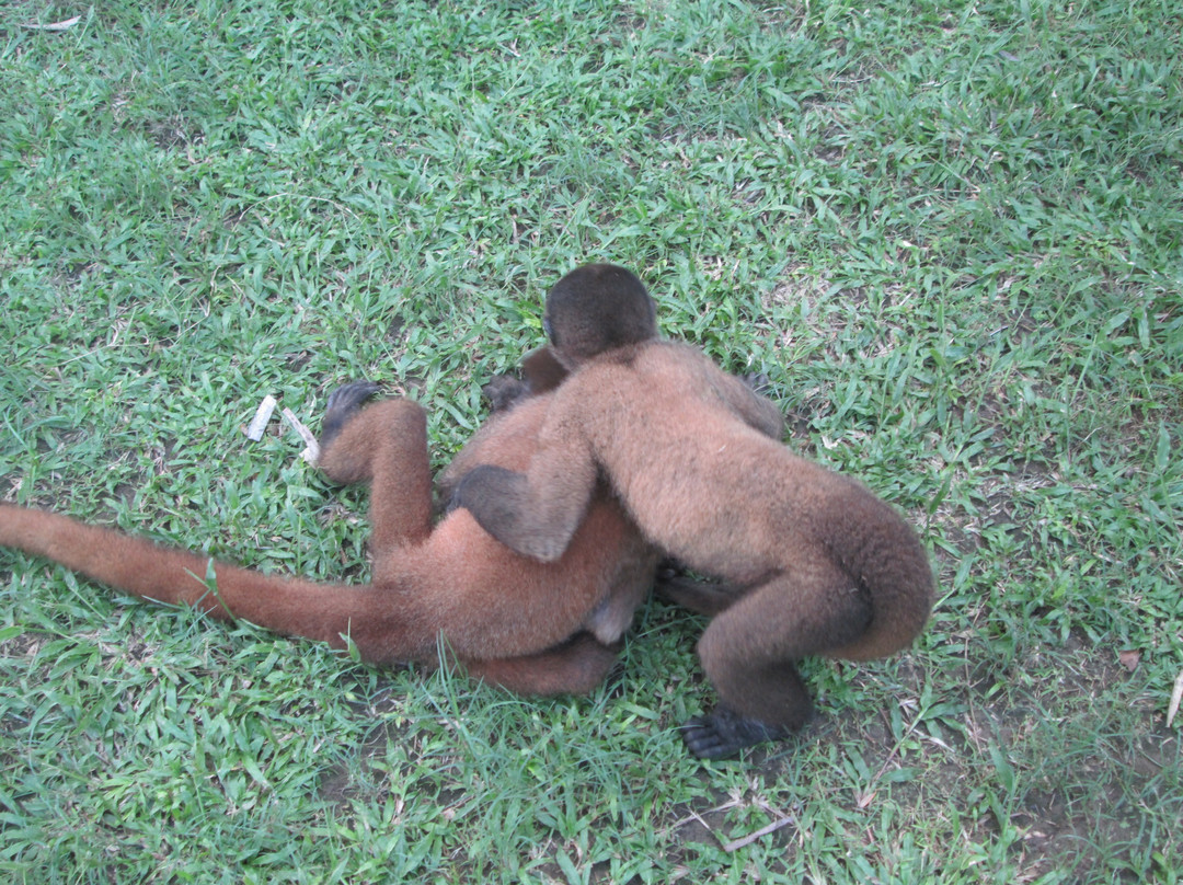 Amazon Tahuari Tours-伊基托斯必去景点