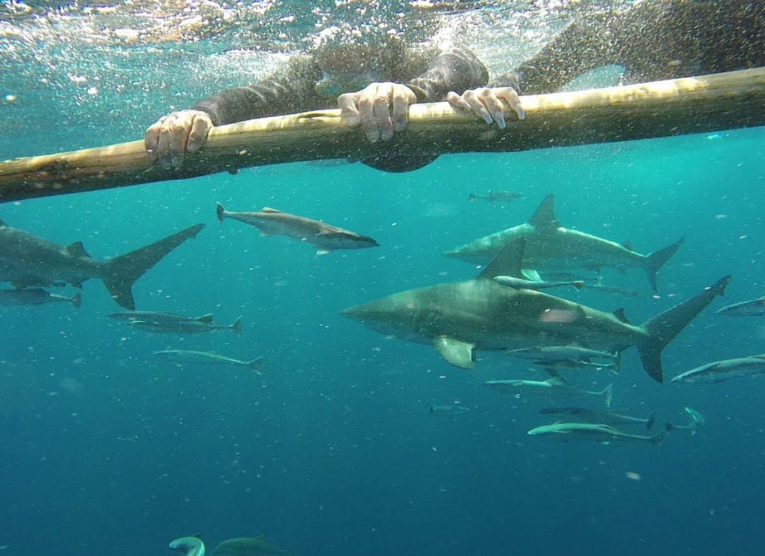 Blue Wilderness Shark Adventures景点图片
