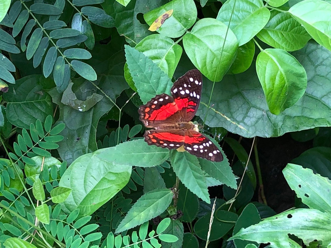 Black Bay Beach-格林纳达必去景点