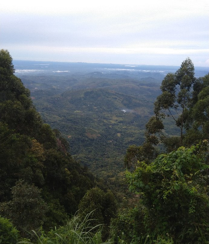 White Monkey - Dias Rest主图