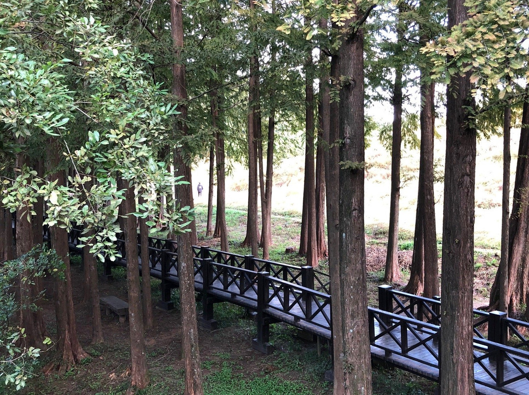 Gwangjuho Lake Eco Park景点图片