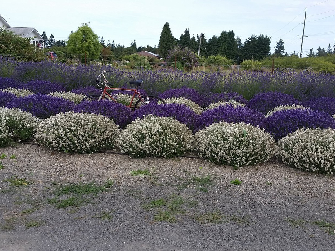 Victor's Lavender景点图片