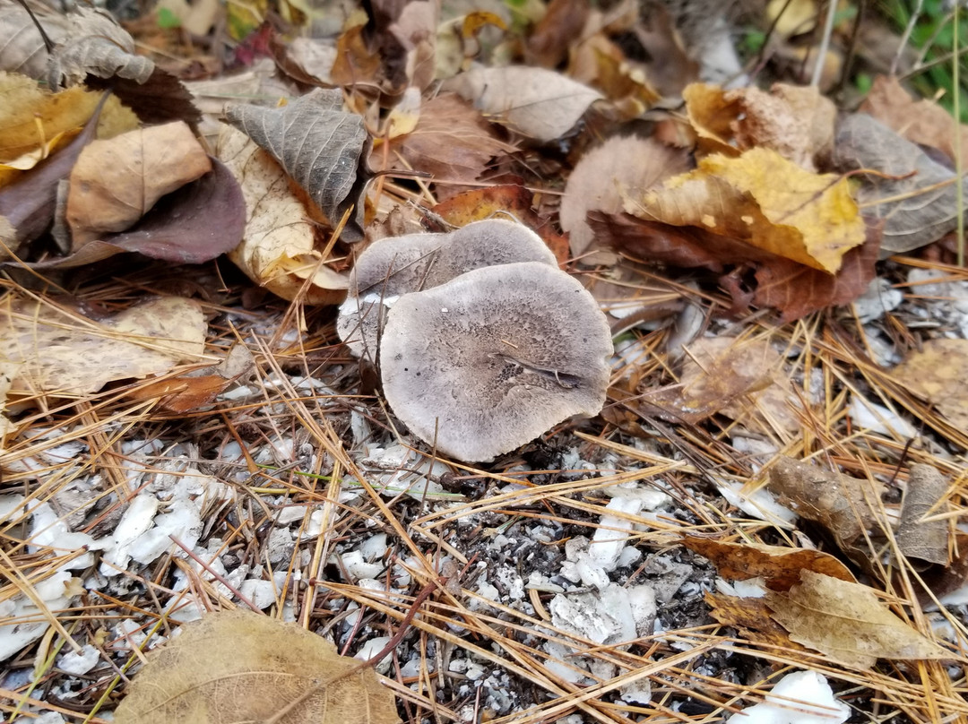 Whaleback Shell Midden State Historic Site景点图片