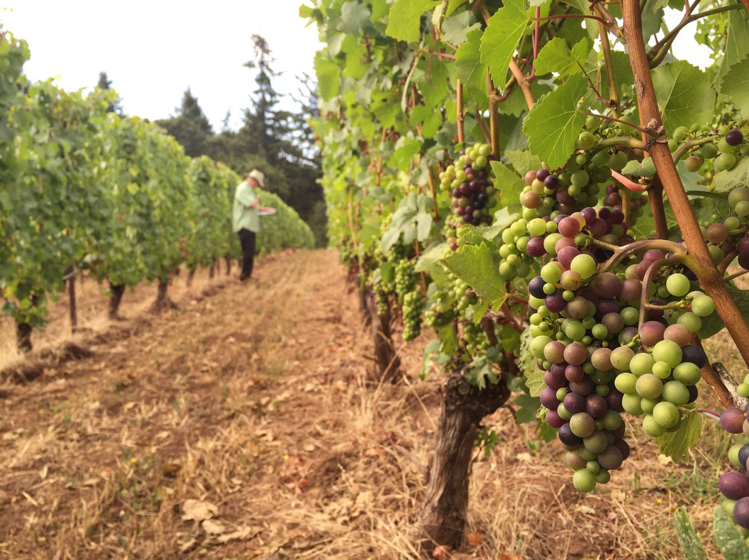 威尔逊维尔旅游景点-Carabella Vineyard