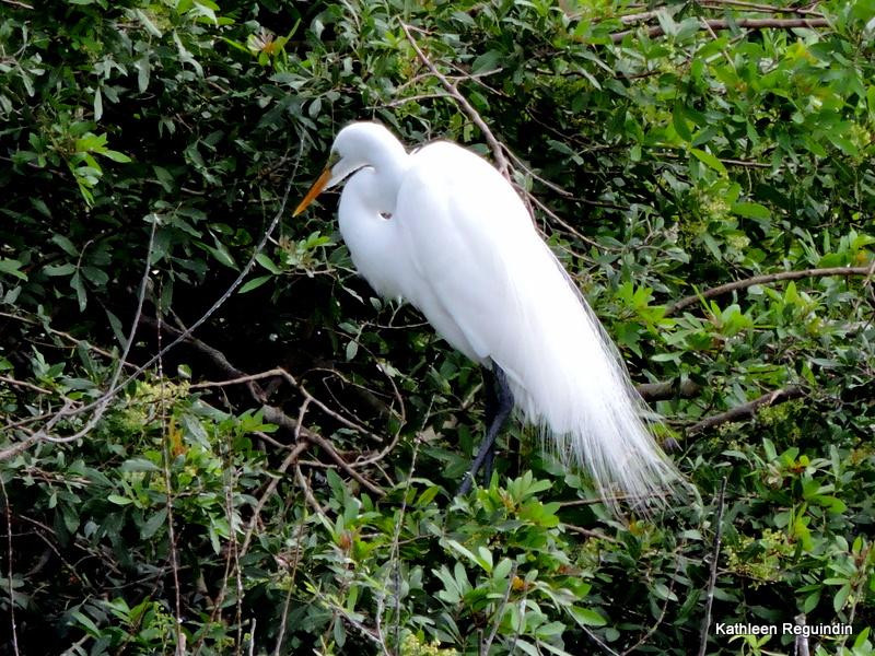 Venice Area Audubon Society景点图片