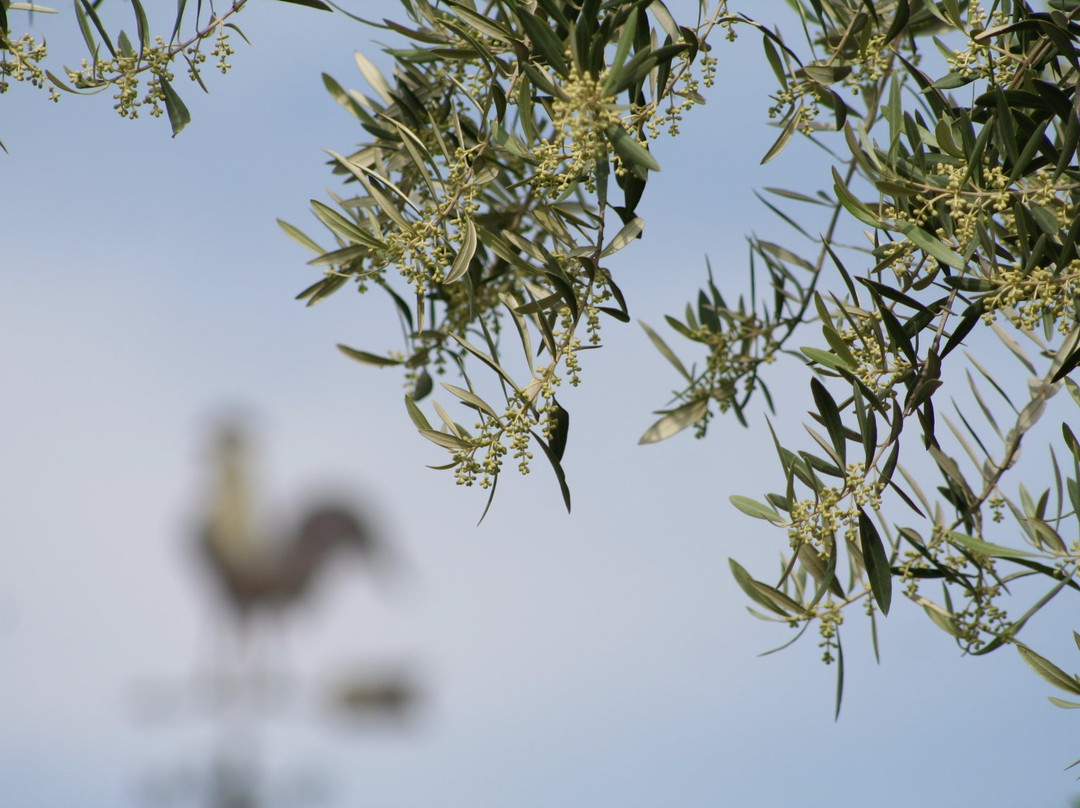 Lodestar California Olive Oil景点图片