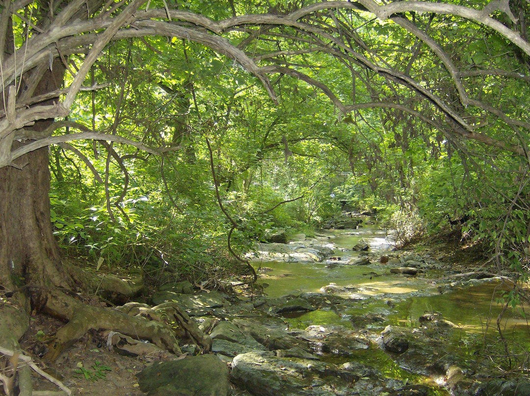 Wildwood Park景点图片