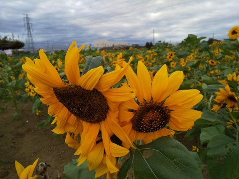 Hana no Oasis-鸿巢市必去景点