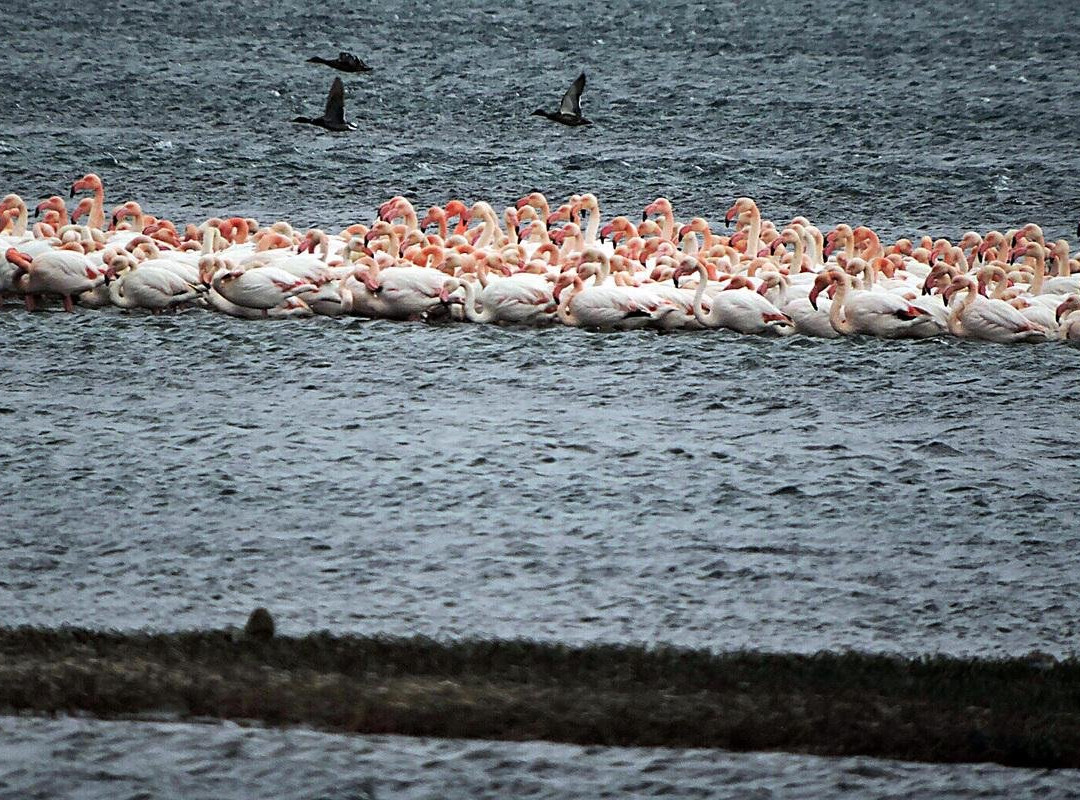 elektra cars-Petra必去景点