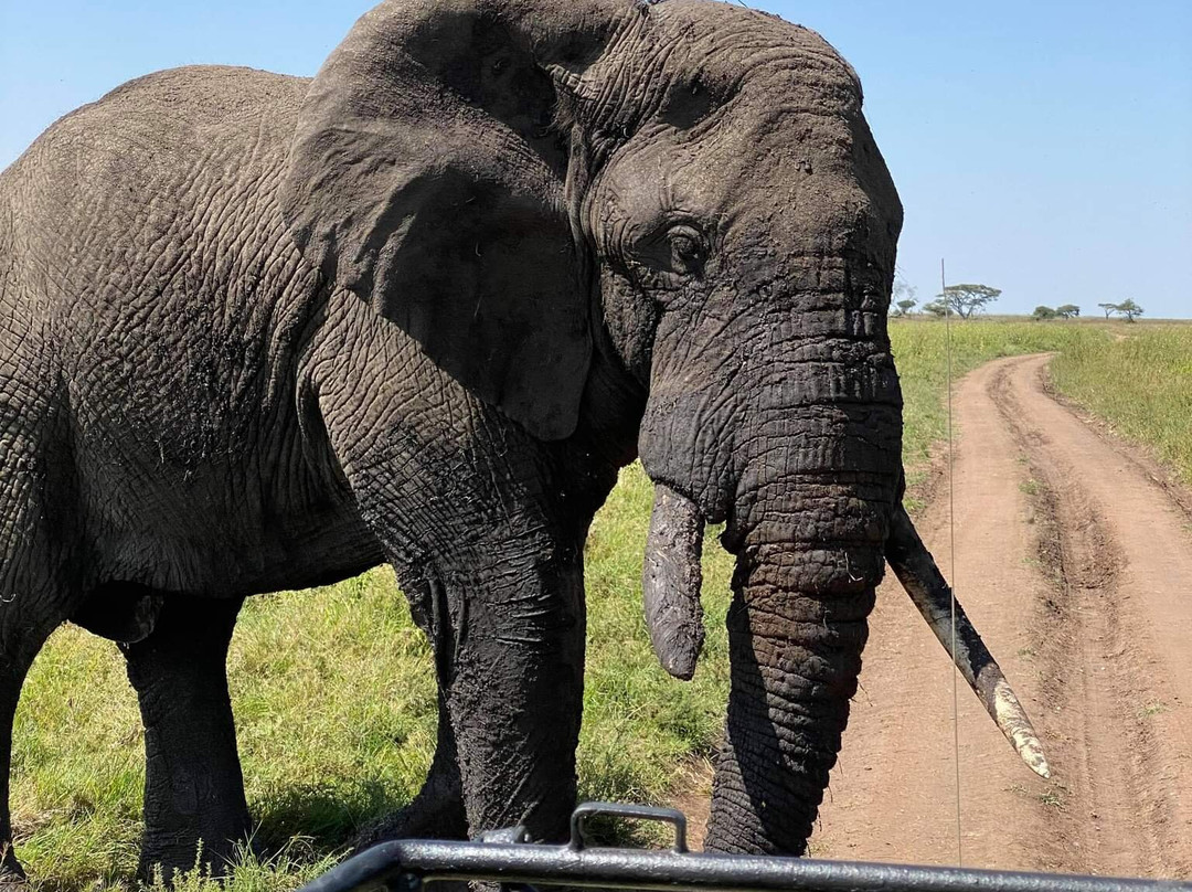 Termite Tour Travel-阿鲁沙必去景点