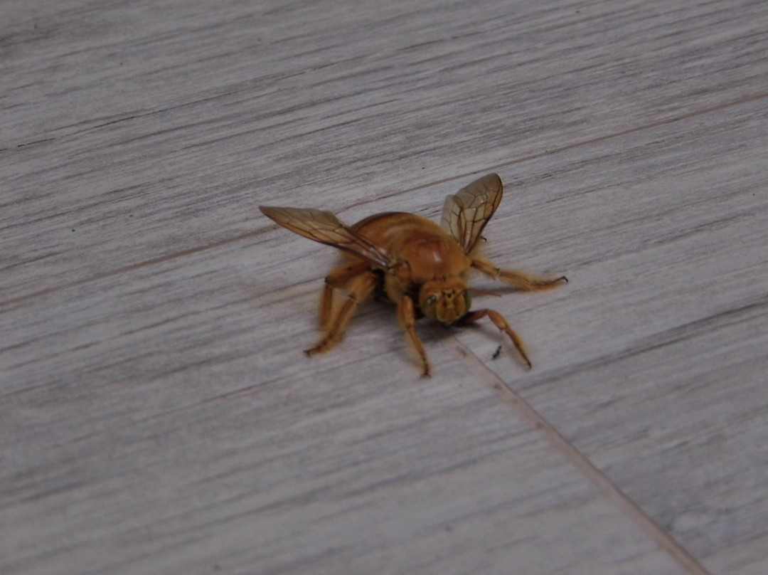 La Romantica Isla Contadora主图