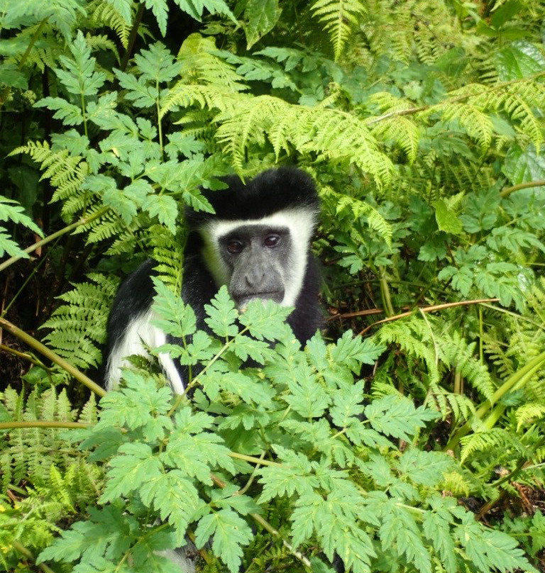 Kili Treks Tanzania景点图片