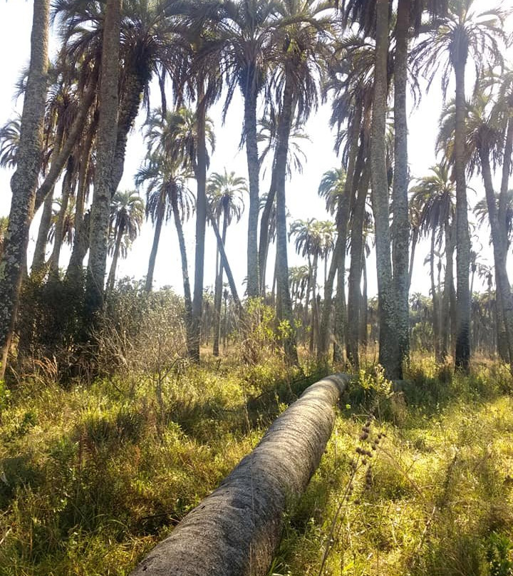 Parque Nacional El Palmar景点图片