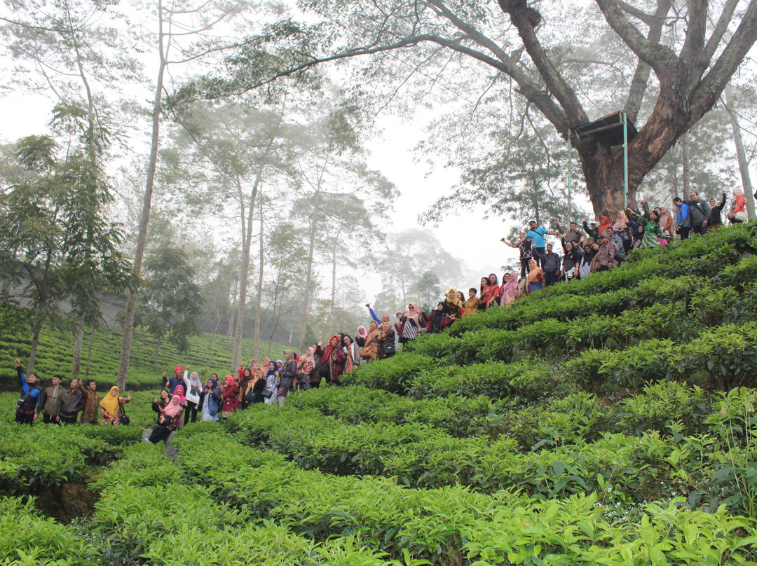 Agrowisata Tambi景点图片