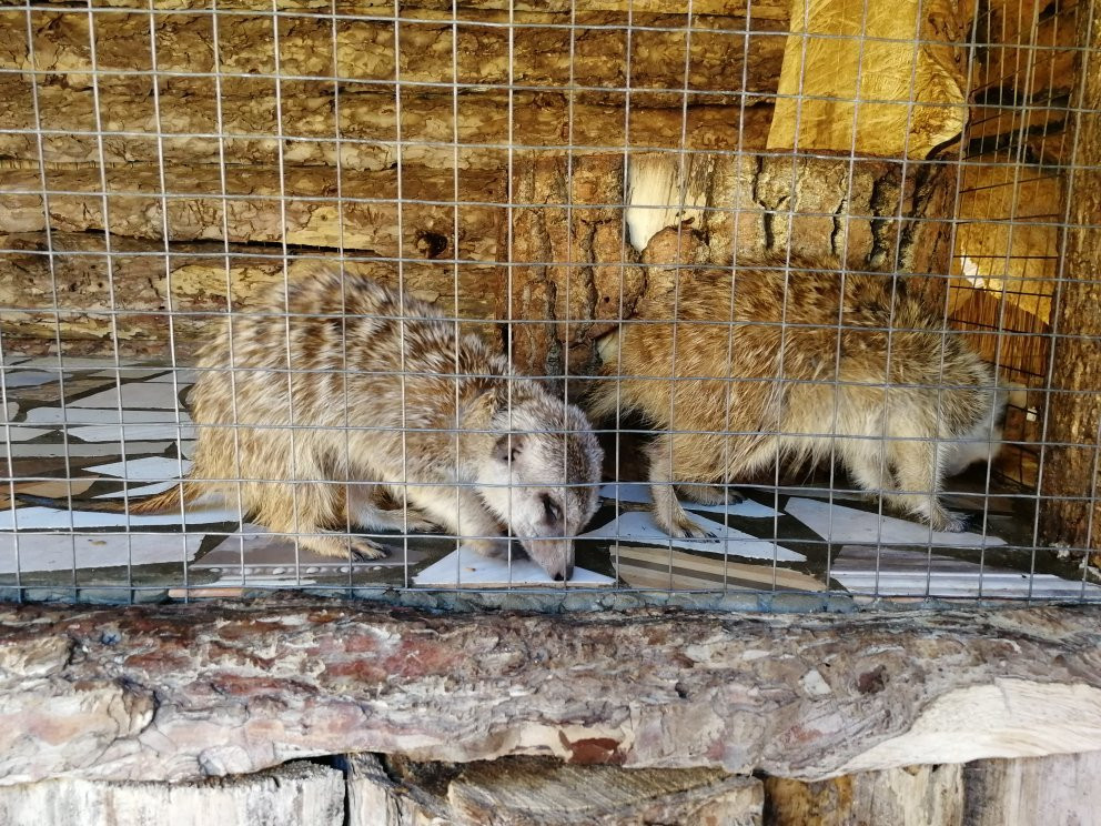 Crocodile Farm-苏达克必去景点