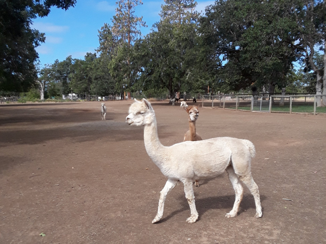 Alpacas at Lone Ranch-White City必去景点
