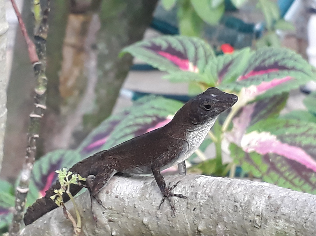 Casa Los Sauces Jorge y Ana Lidia主图