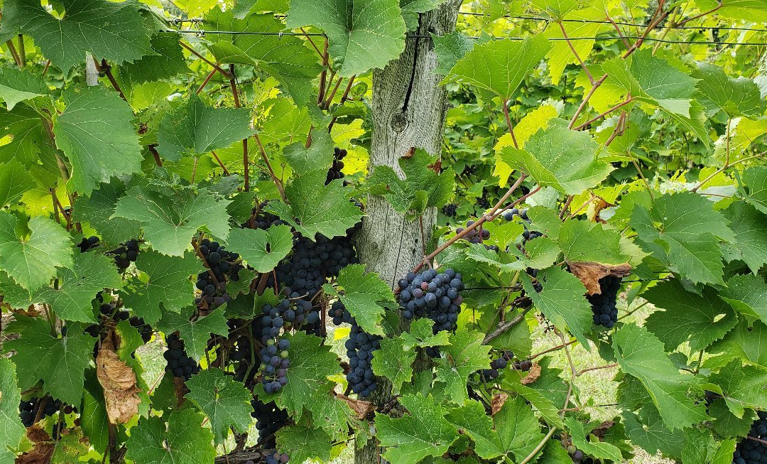 Vignoble Côte De Vaudreuil景点图片