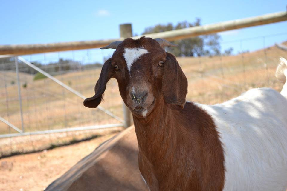 Bigibila Wines-Moonambel必去景点