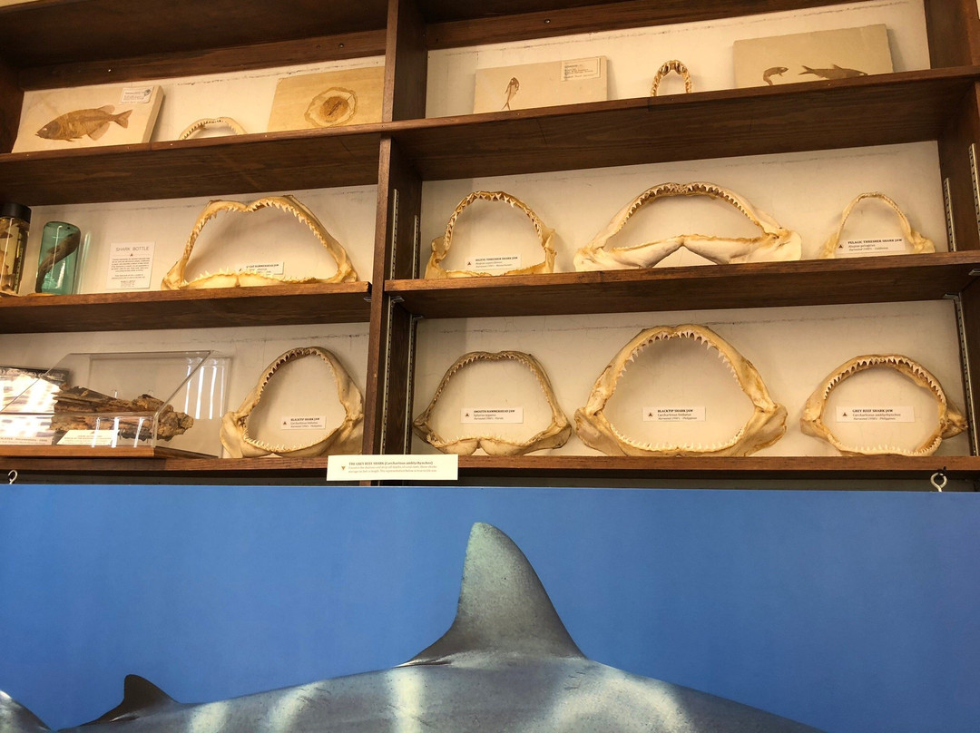 Living Sharks Museum & Research Center-韦斯特利必去景点