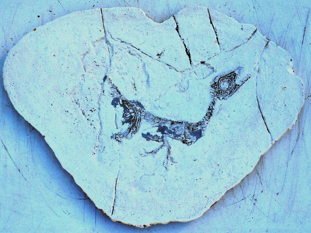Parco Paleontologico Dinosardo-奥里斯塔诺省必去景点