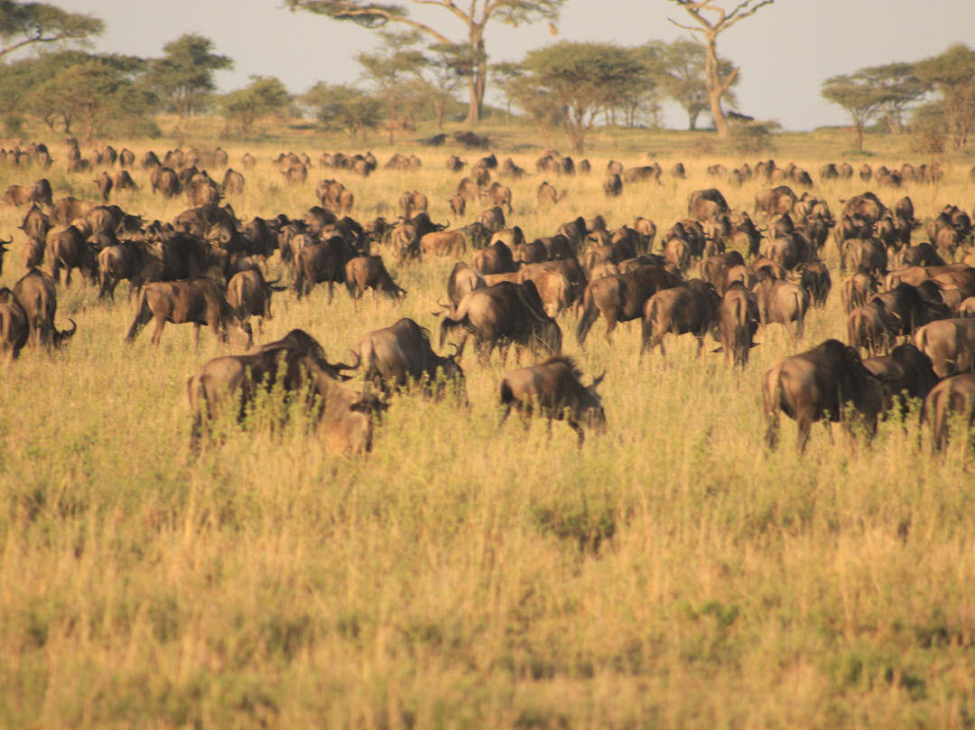 Travel Up Adventure-Los Angeles必去景点