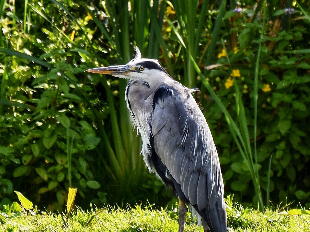 Rodley Nature Reserve-利兹必去景点