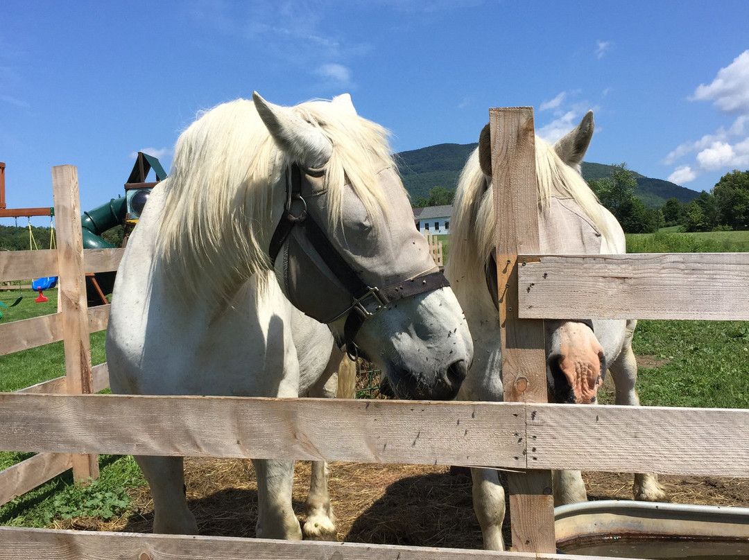 North Meadow Farm-曼彻斯特必去景点