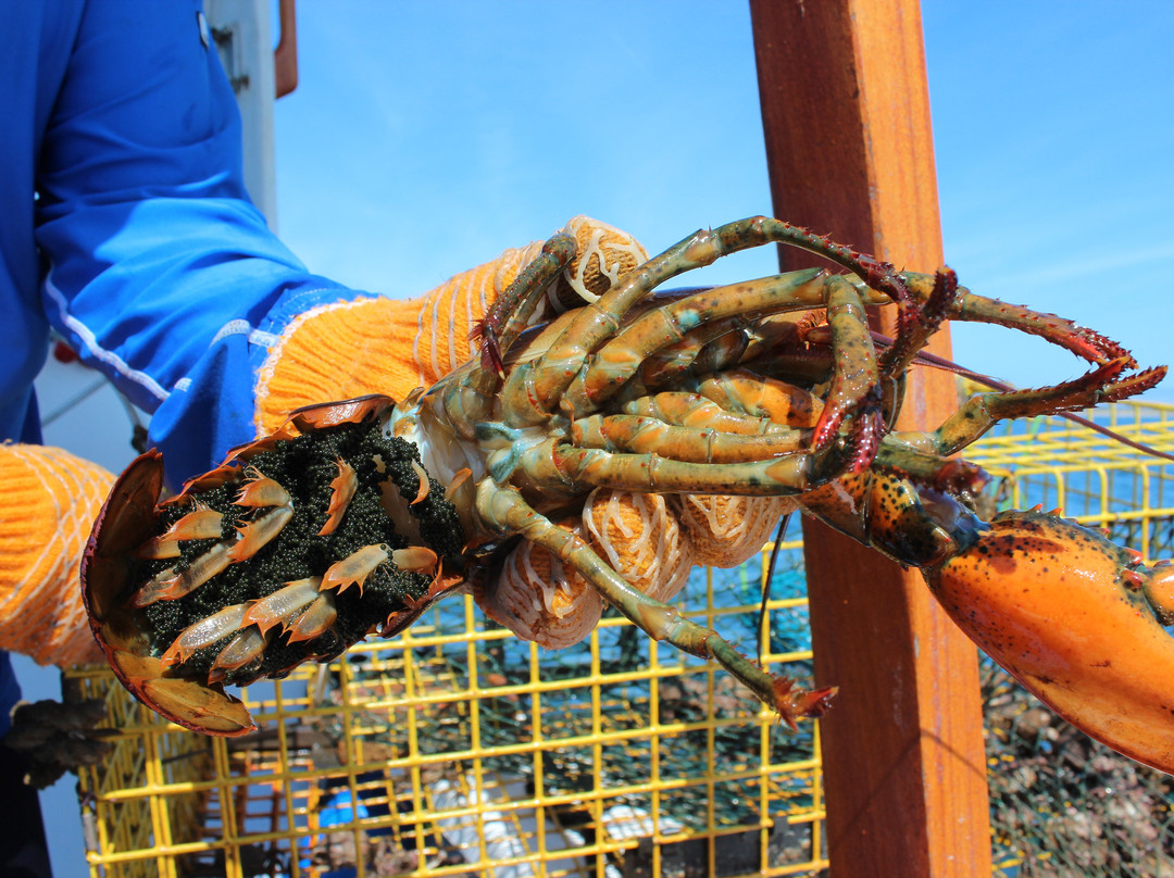Chatham Boat Tours-查塔姆必去景点