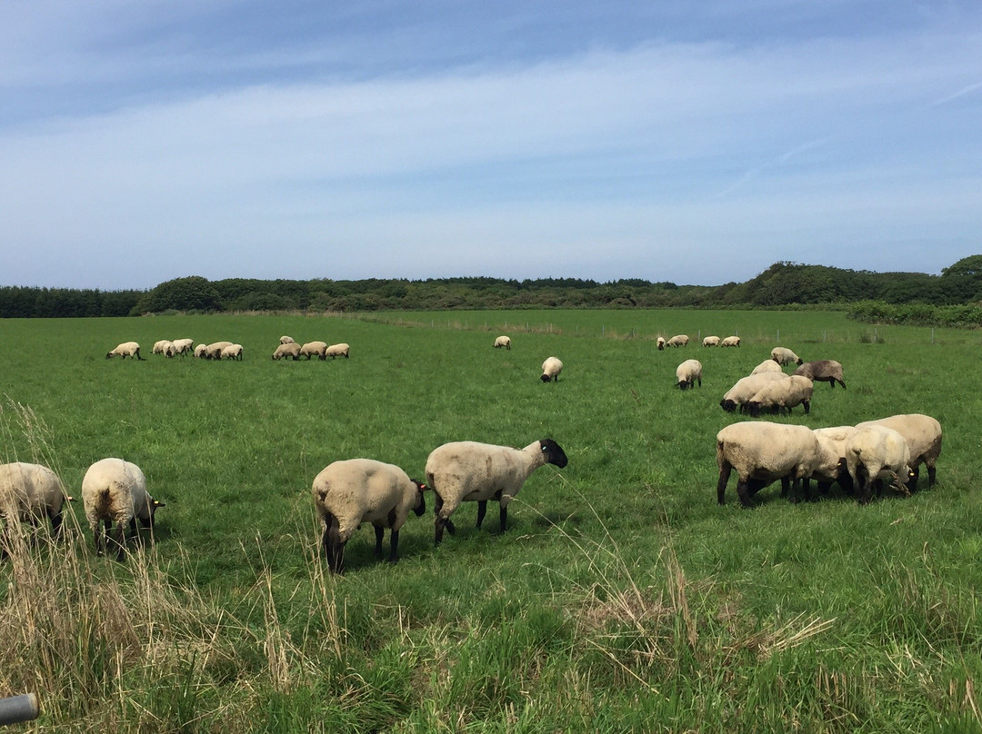 Yagishiri Menyo Bokujo-羽幌町必去景点