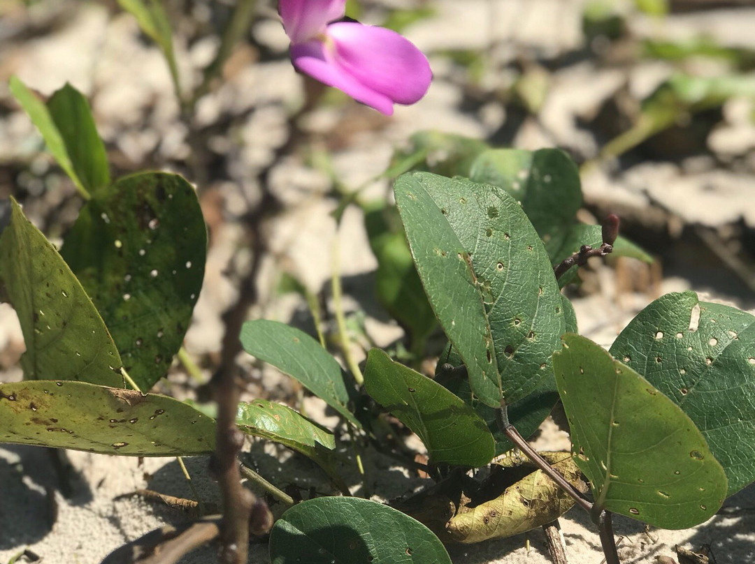 Ponta do Curral Beach-Valenca必去景点