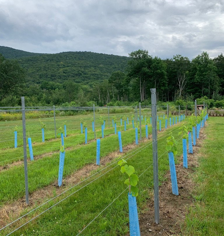 Seven Birches Winery景点图片