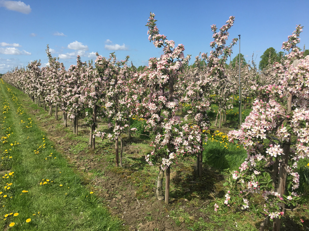 Mittelnkirchen旅游攻略图片