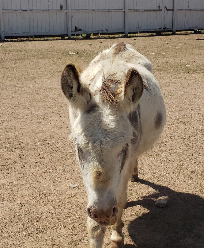 Old MacDonald's Farm-拉皮德城必去景点