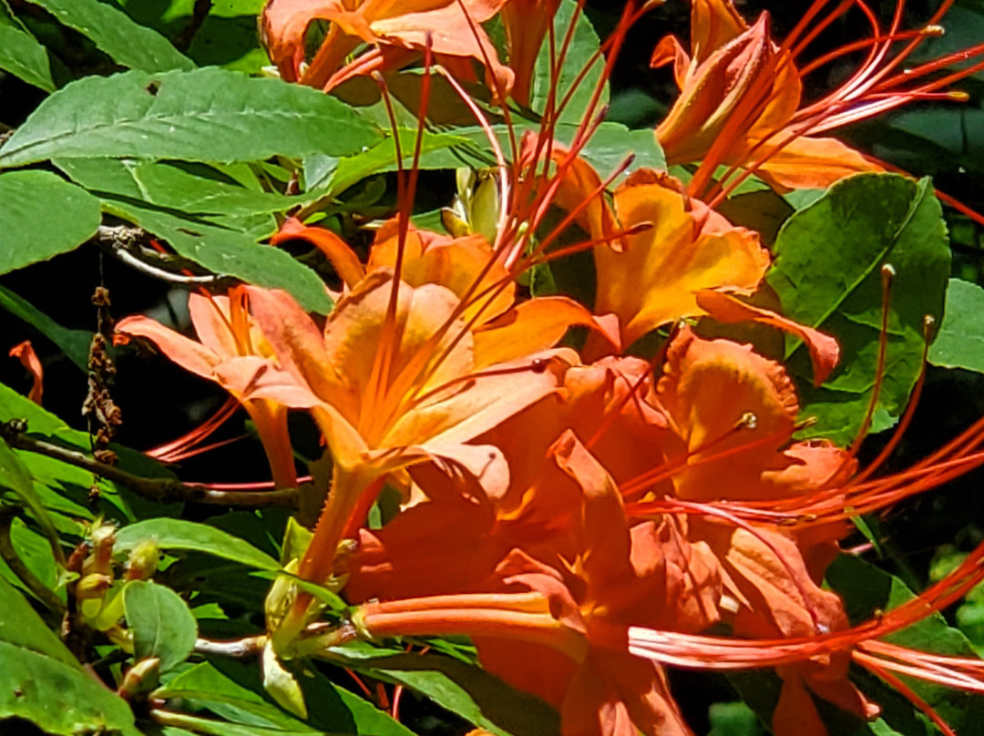 Asheville Botanical Garden景点图片