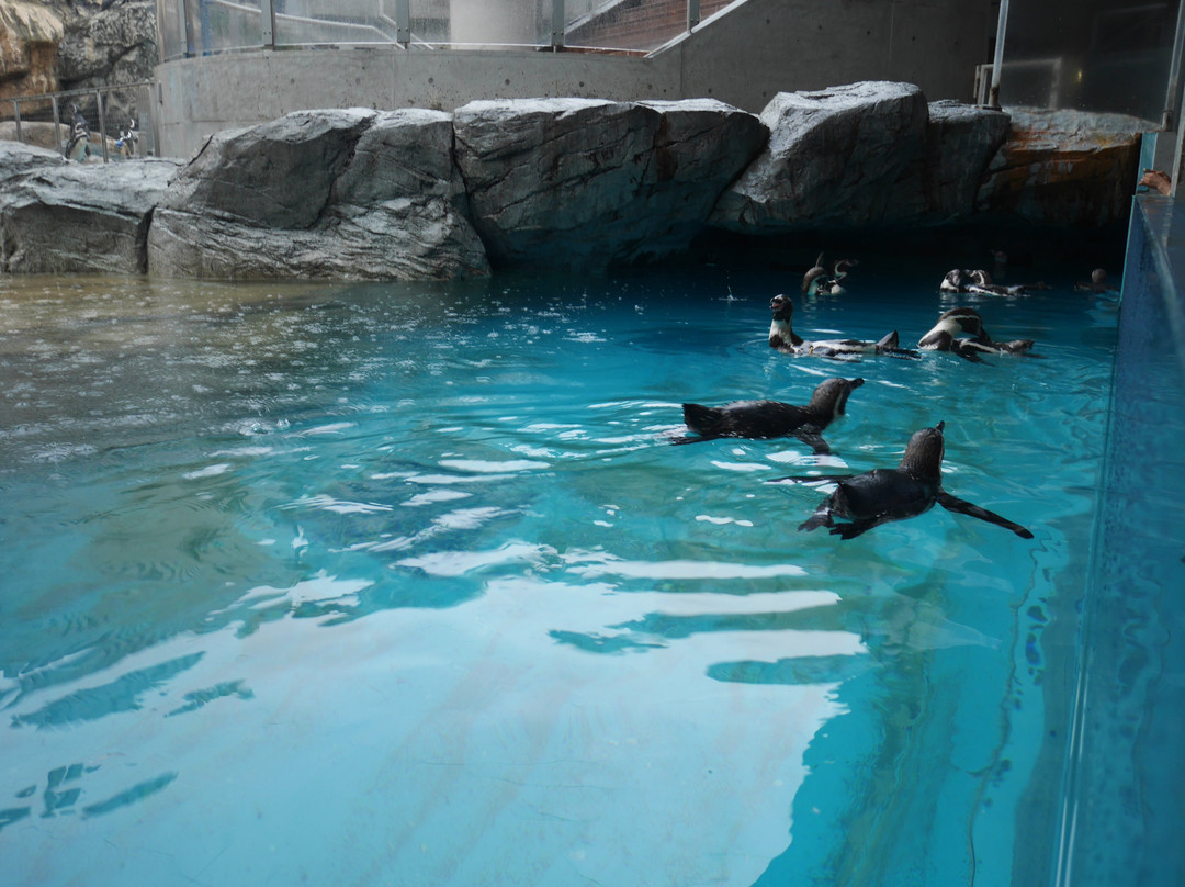 长崎企鹅水族馆景点图片