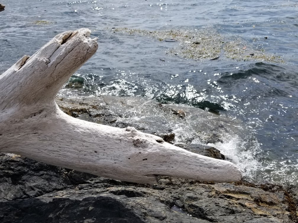 Dallas Road Beach-维多利亚必去景点