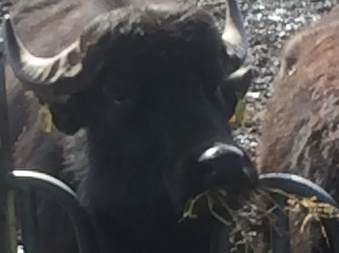 De Stoerderij Waterbuffels-Son en Breugel必去景点