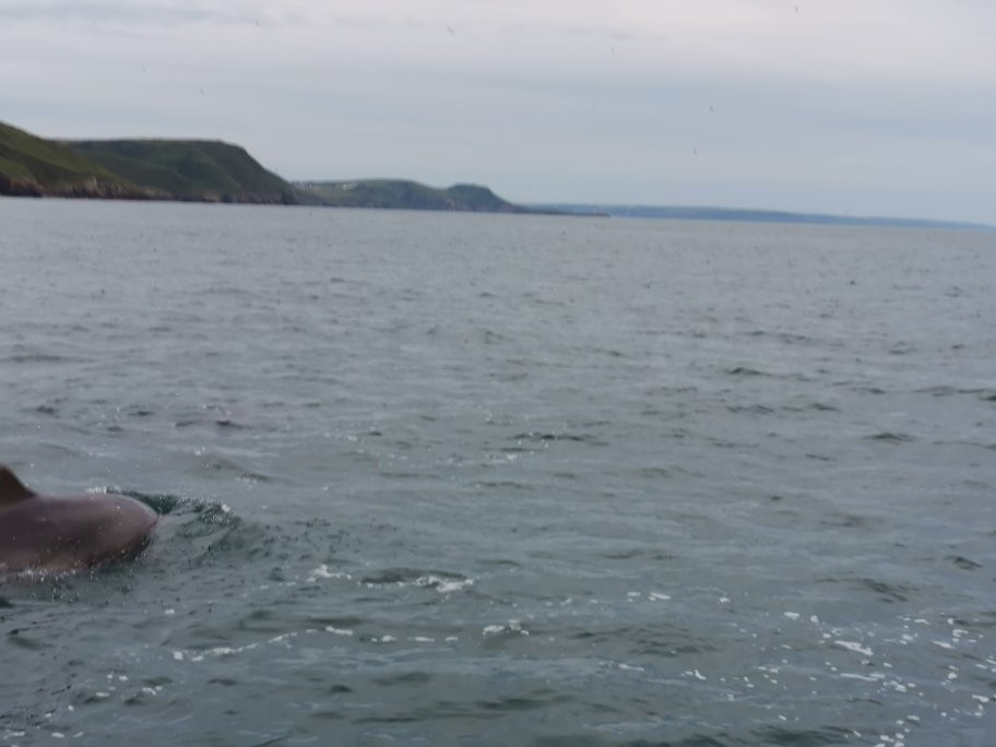 SeaMor Dolphin Watching Boat Trip景点图片